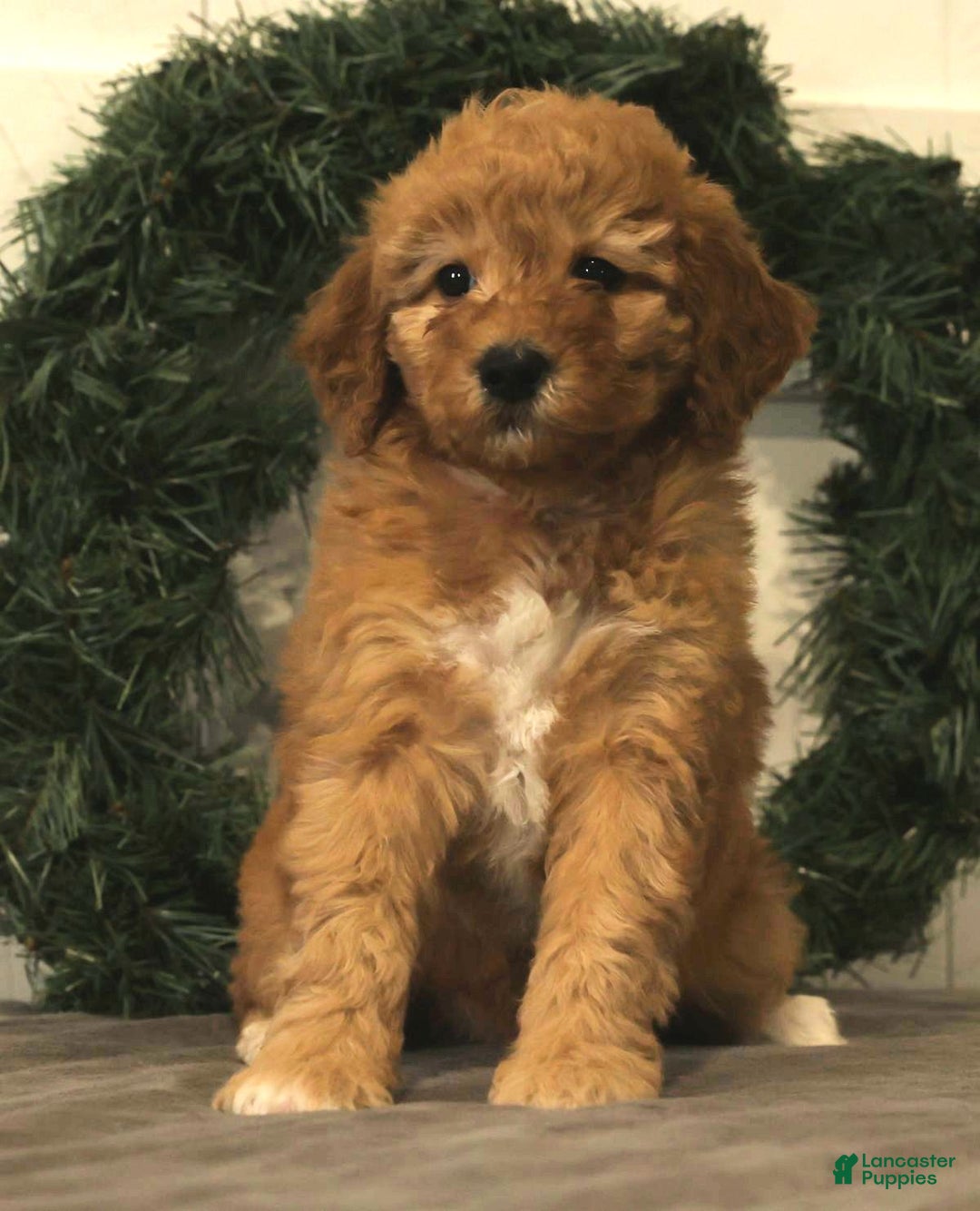 Mini Goldendoodle dogs for sale: Emiko - Ad 2
