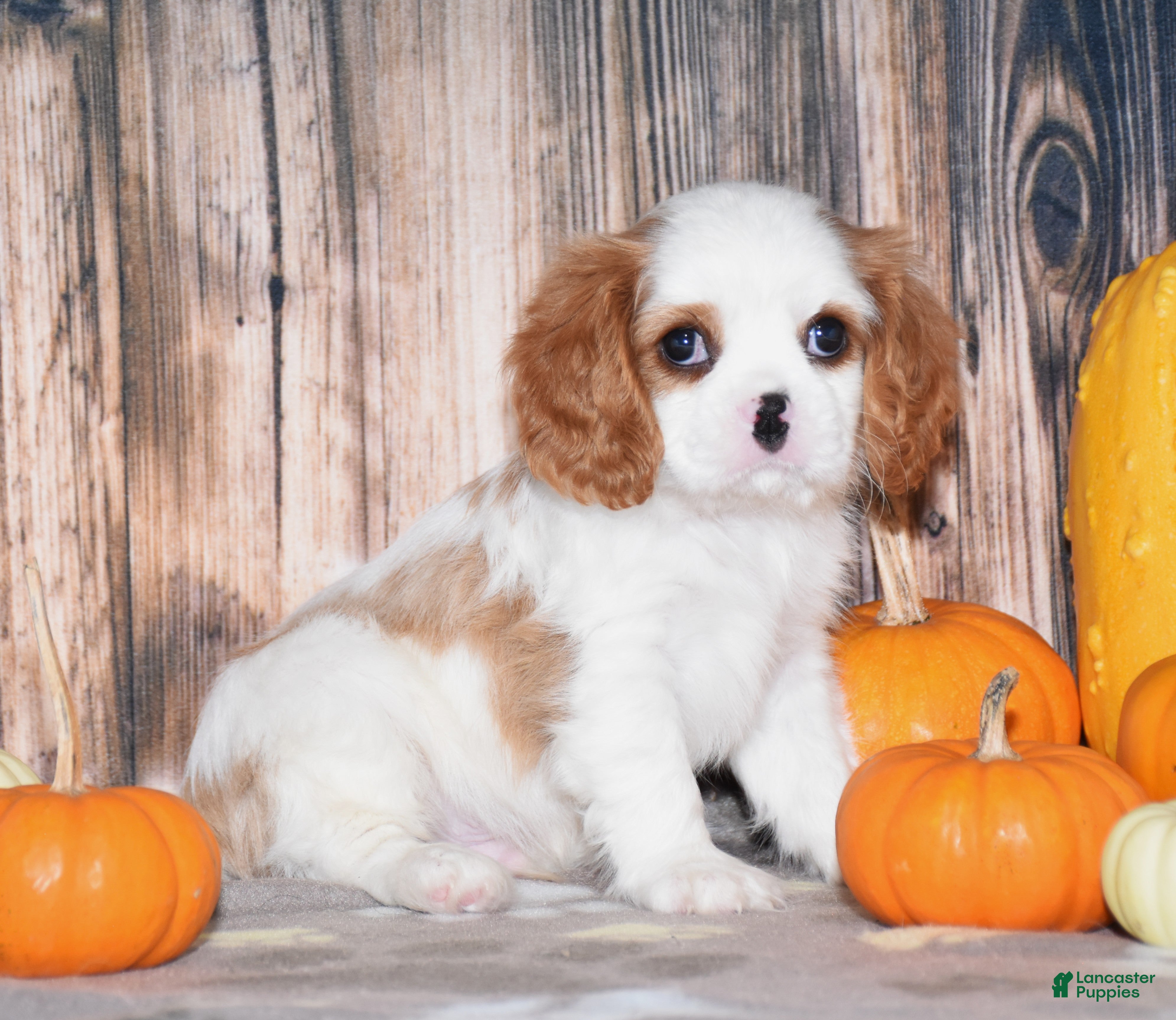 Cavalier King Charles Spaniel dogs for sale: Colby - Ad 1