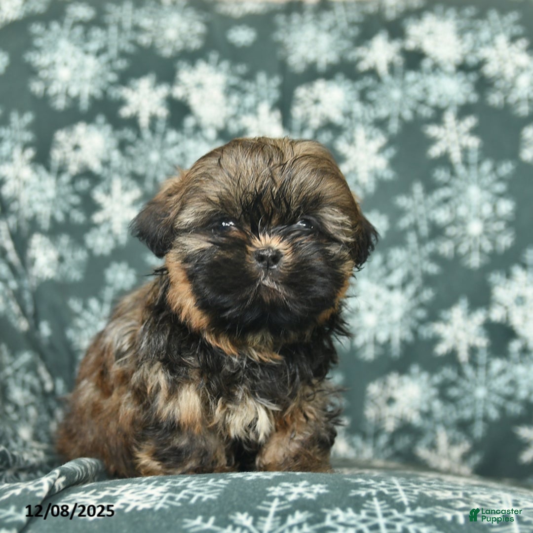 Shih Tzu dogs for sale: Cocoa  - Ad 2