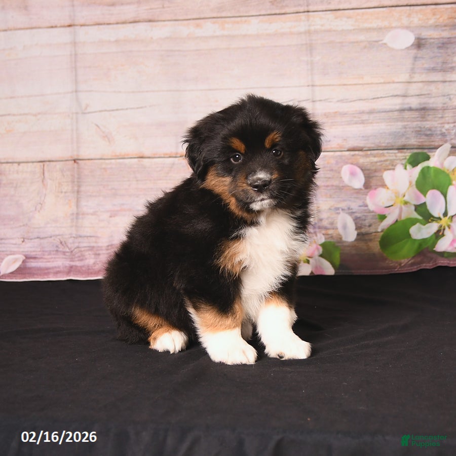 Miniature Australian Shepherd dogs Tundra - Ad 2