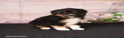 Miniature Australian Shepherd dogs for sale: Tundra - Ad 2
