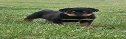 Rottweiler dogs for sale: Mr Bubba - Ad 4