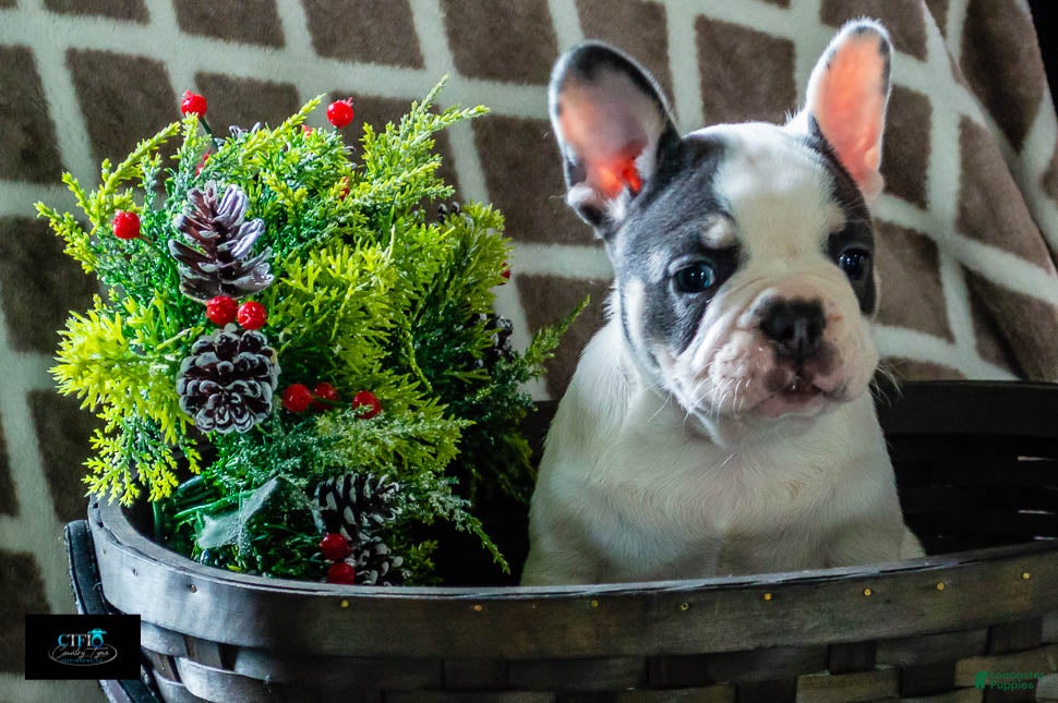 French Bulldog dogs Sadie - Ad 32