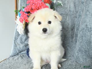 American Eskimo dogs Bubbles - Ad 3