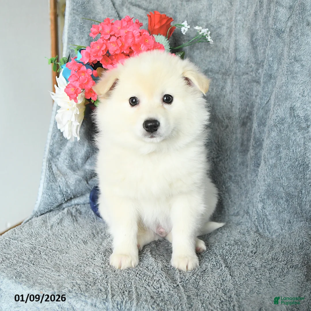 American Eskimo dogs for sale: Bubbles - Ad 1