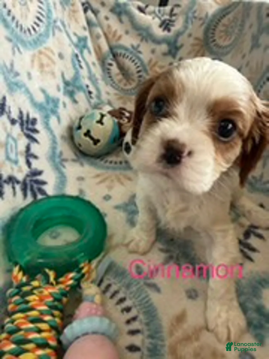 Cavalier King Charles Spaniel dogs for sale: Cinnamon  - Ad 2