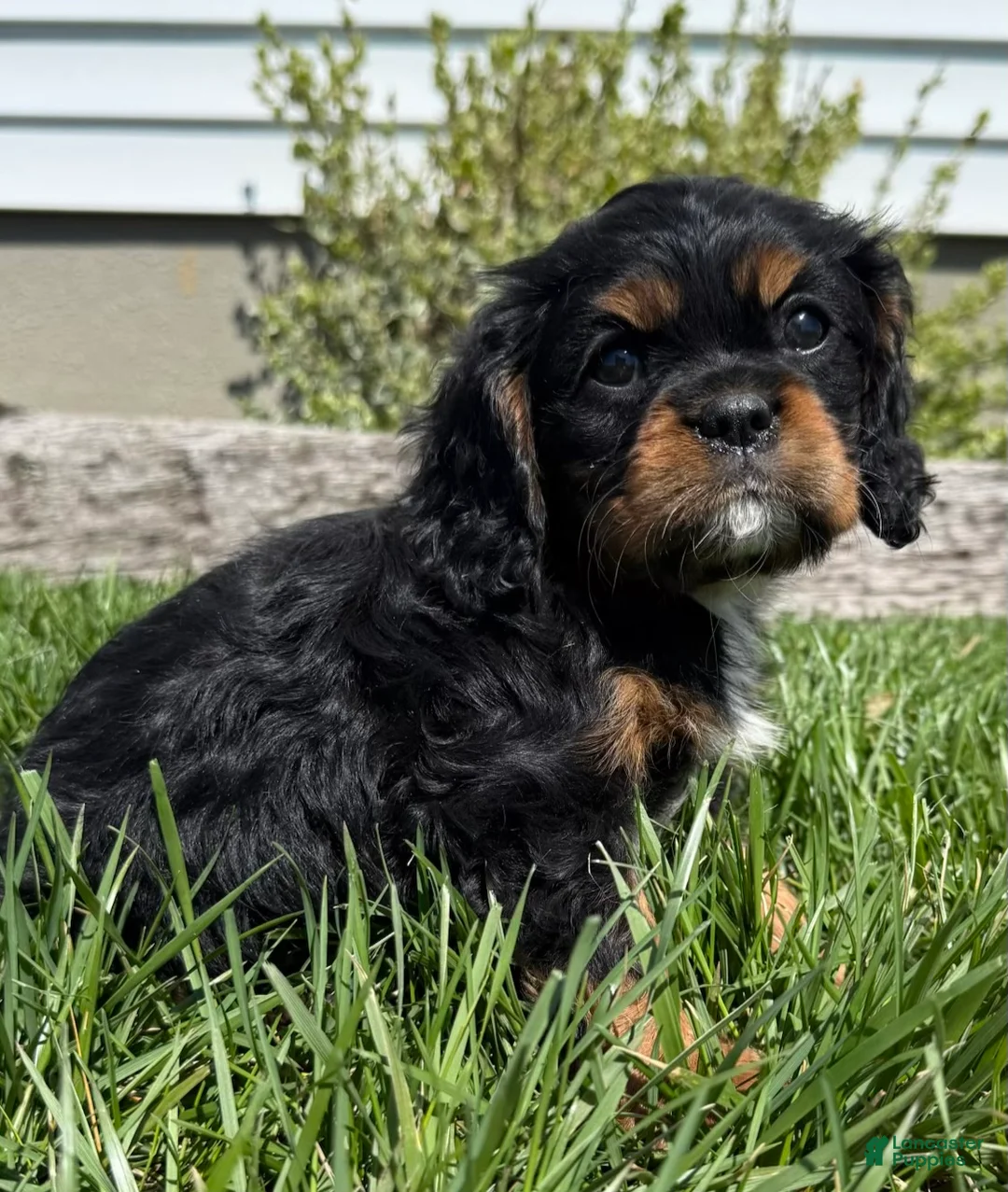Cavalier King Charles Spaniel dogs for sale: Bella - Ad 4