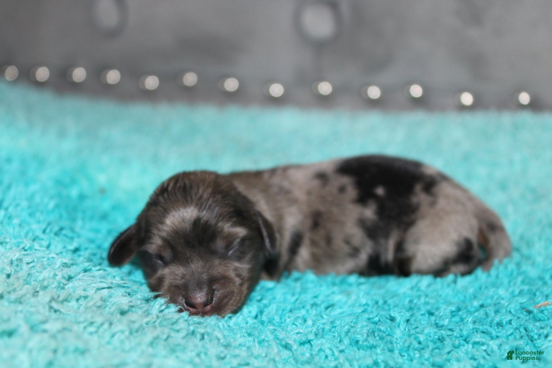 Miniature Dachshund dogs for sale: Molly Mini - Ad 8