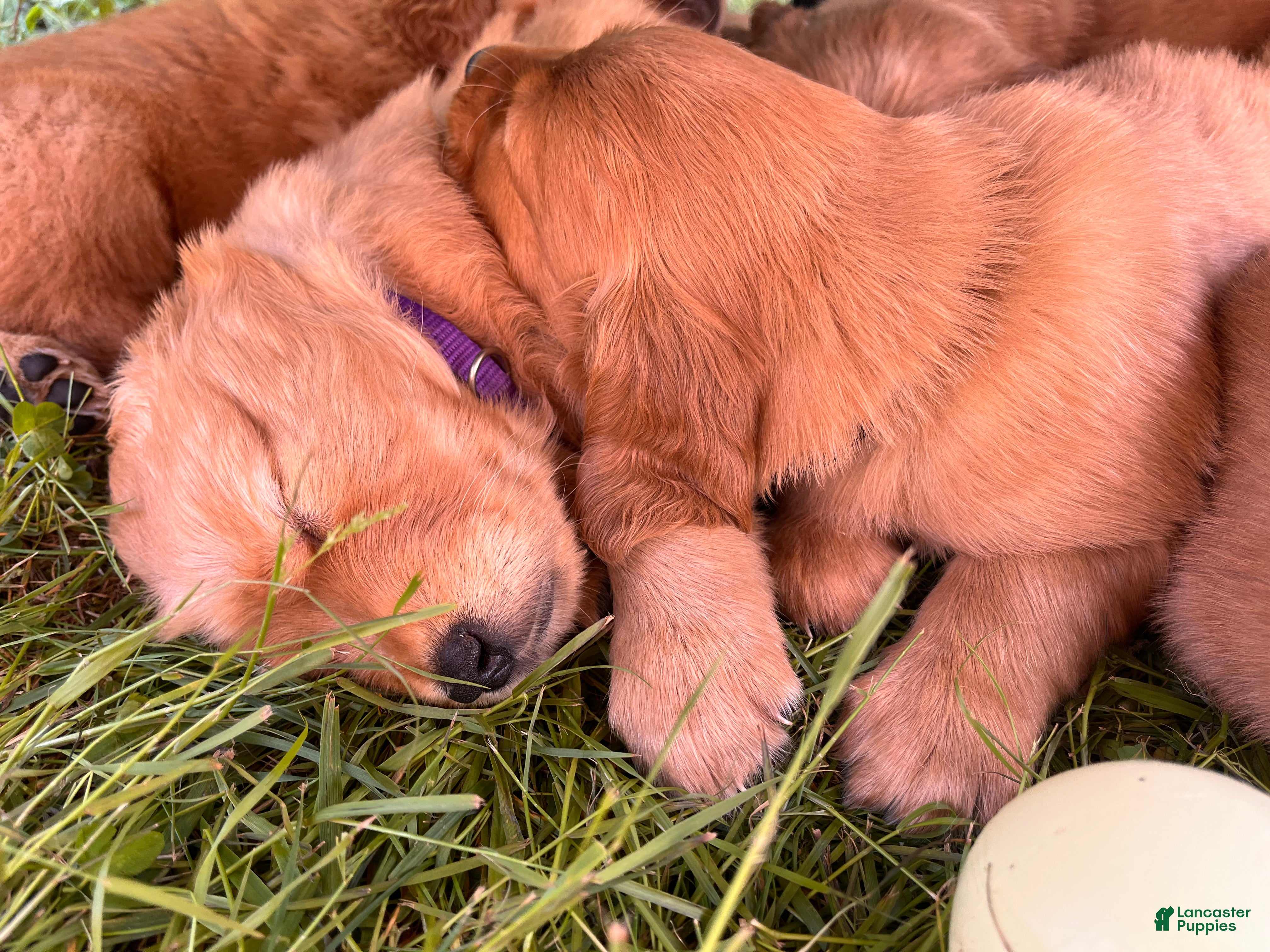 Golden Retriever dogs Golden Retriever 8 - Sheba - Ad 2