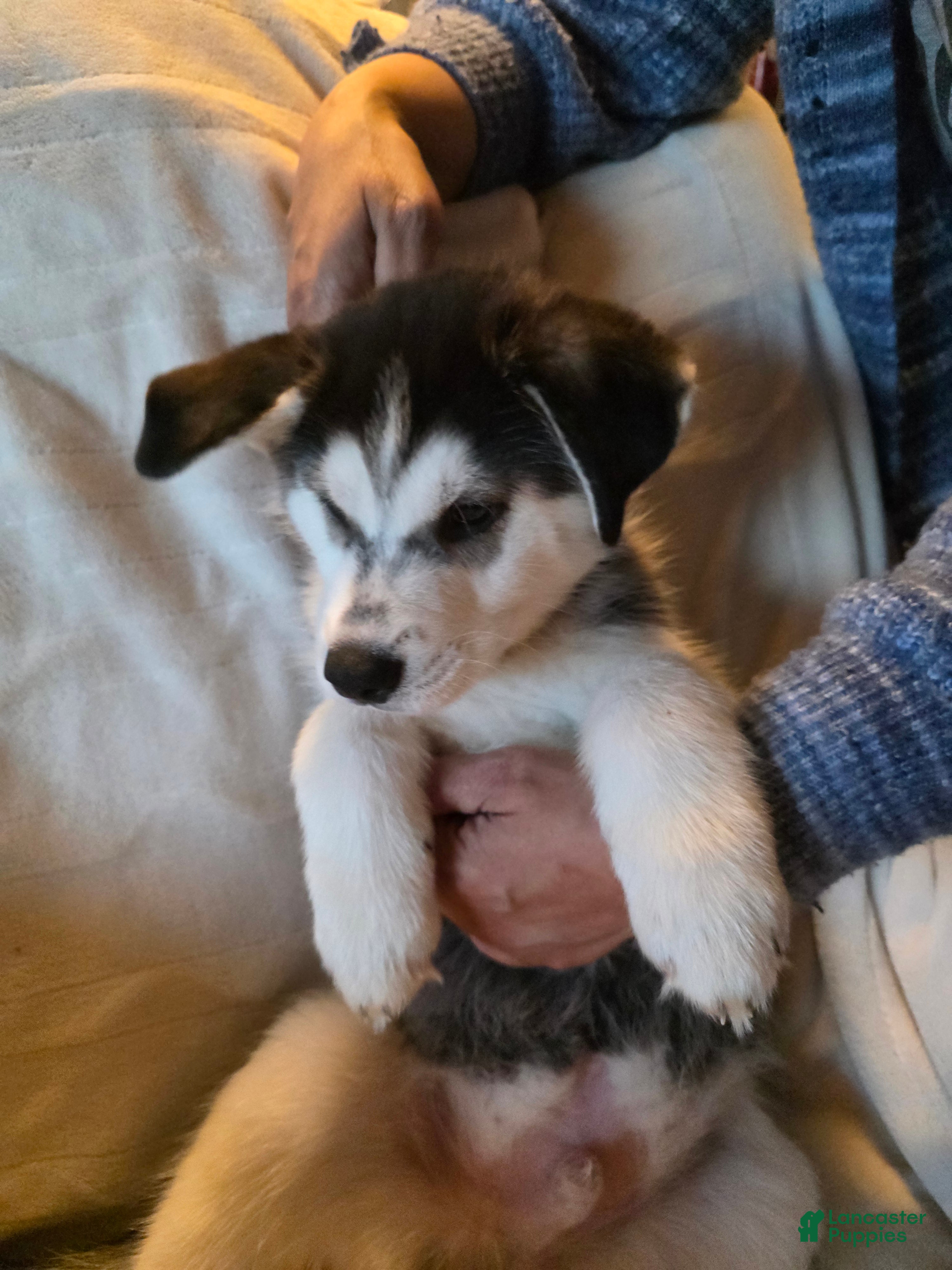 Siberian Husky dogs for sale: Zeus - Ad 2