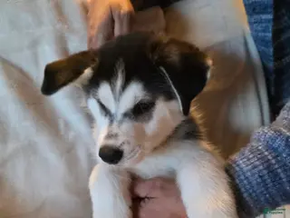 Siberian Husky dogs for sale: Zeus - Ad 2