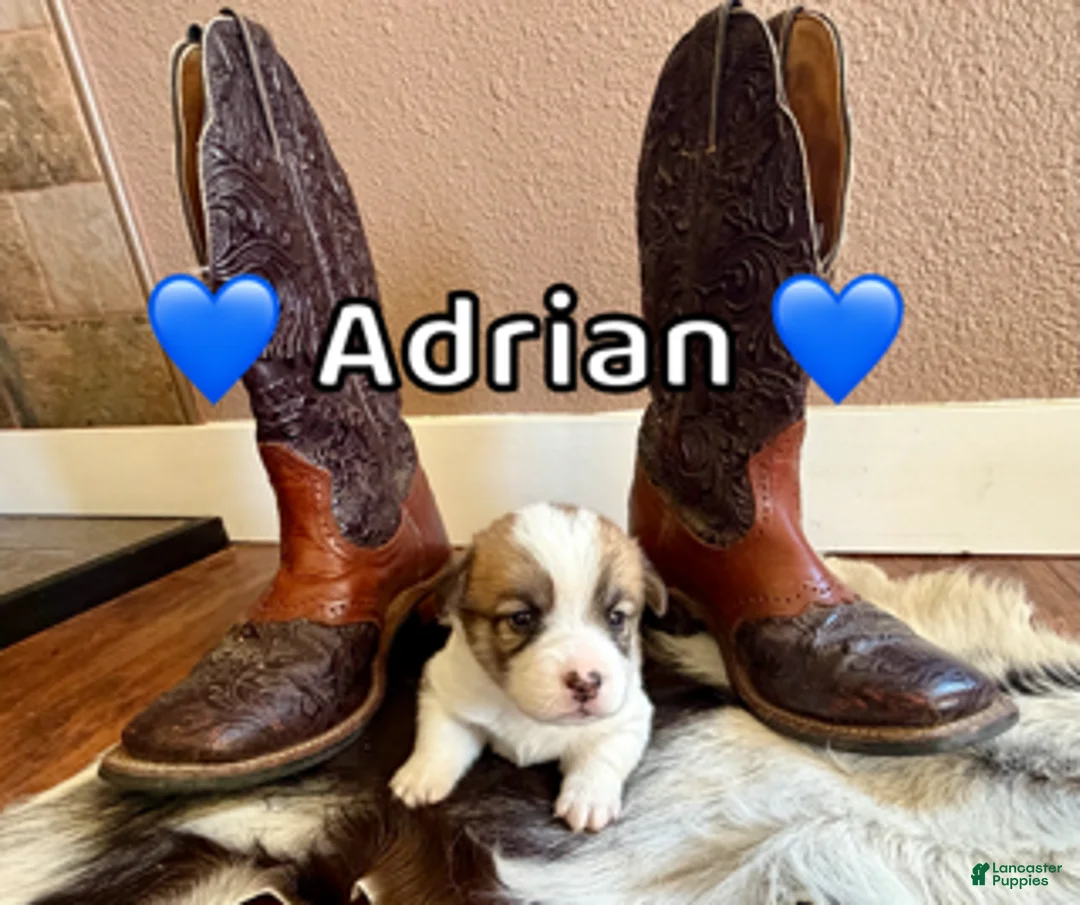 Welsh Corgi Pembroke dogs for sale: Adrian - Ad 1