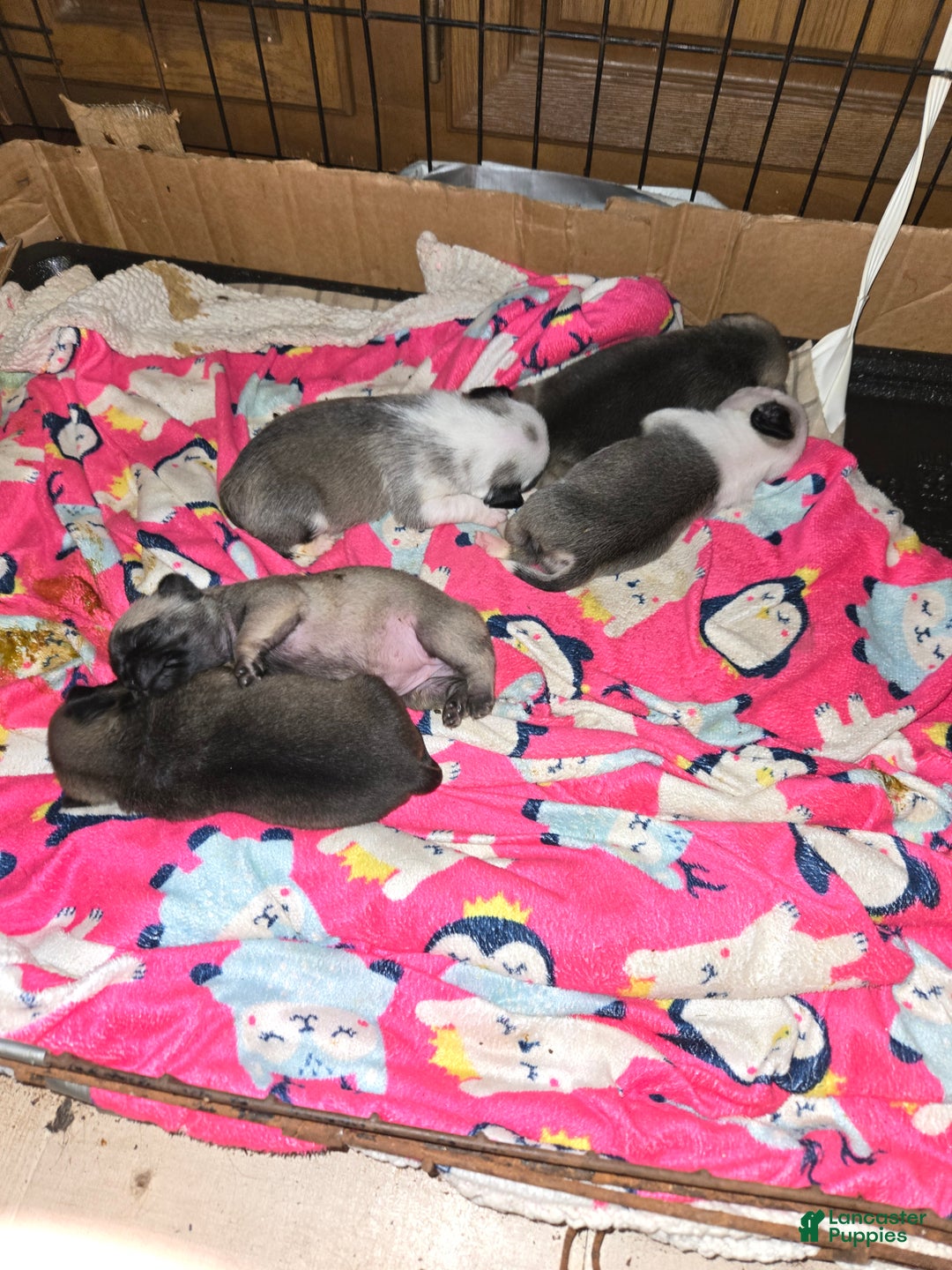 Gallery Image {{count}}