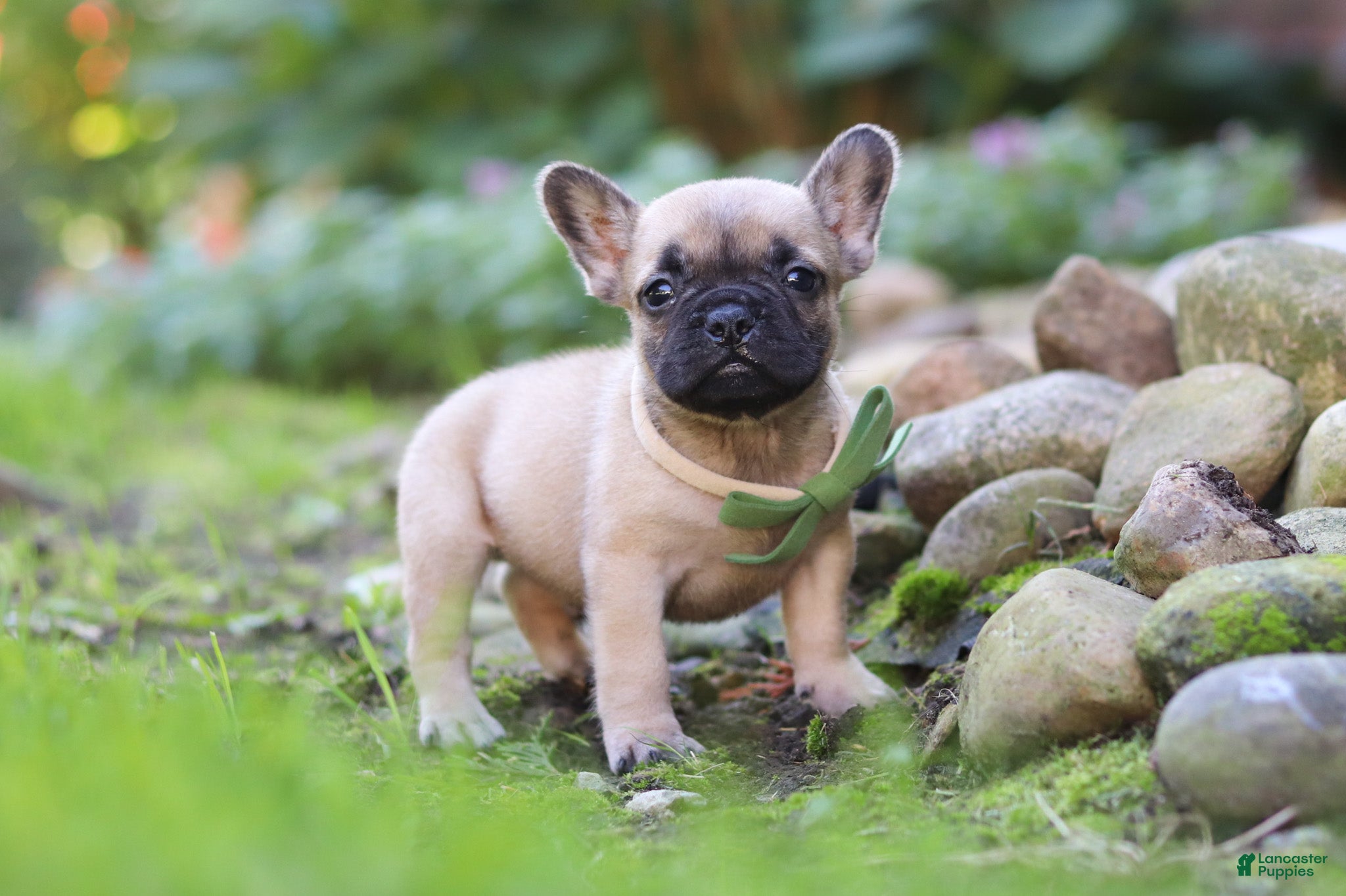 French Bulldog dogs Brody - Ad 1
