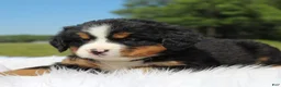 Bernese Mountain Dog dogs for sale: Brooke - Ad 1