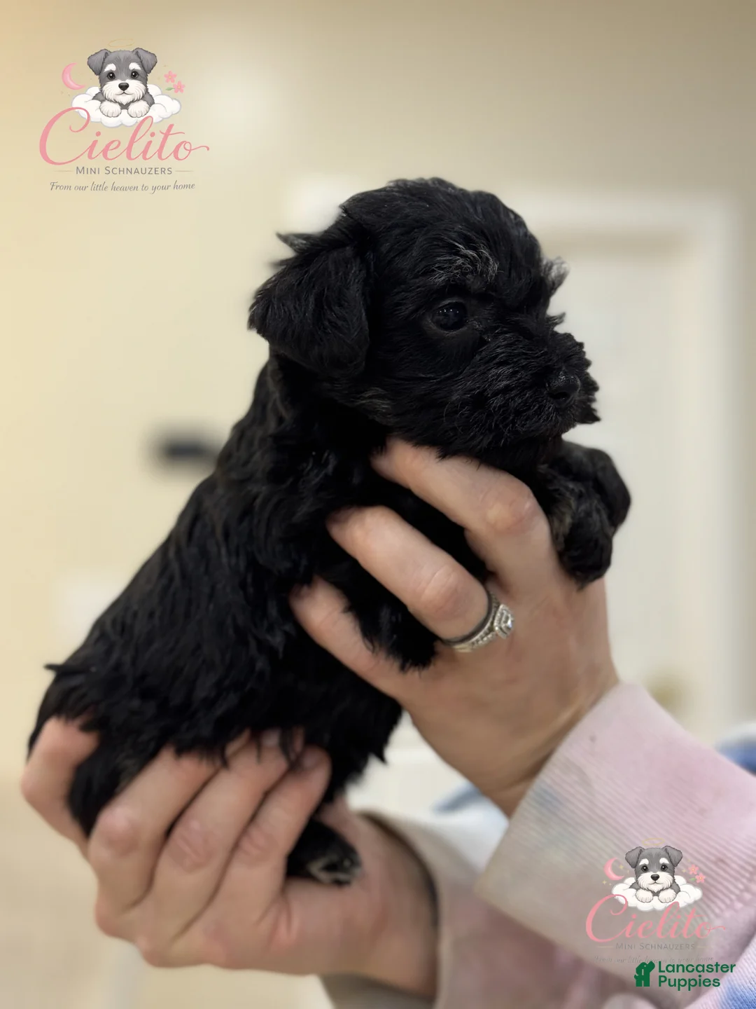 Miniature Schnauzer dogs for sale: Miniature Schnauzer Puppy 3 - Ad 2