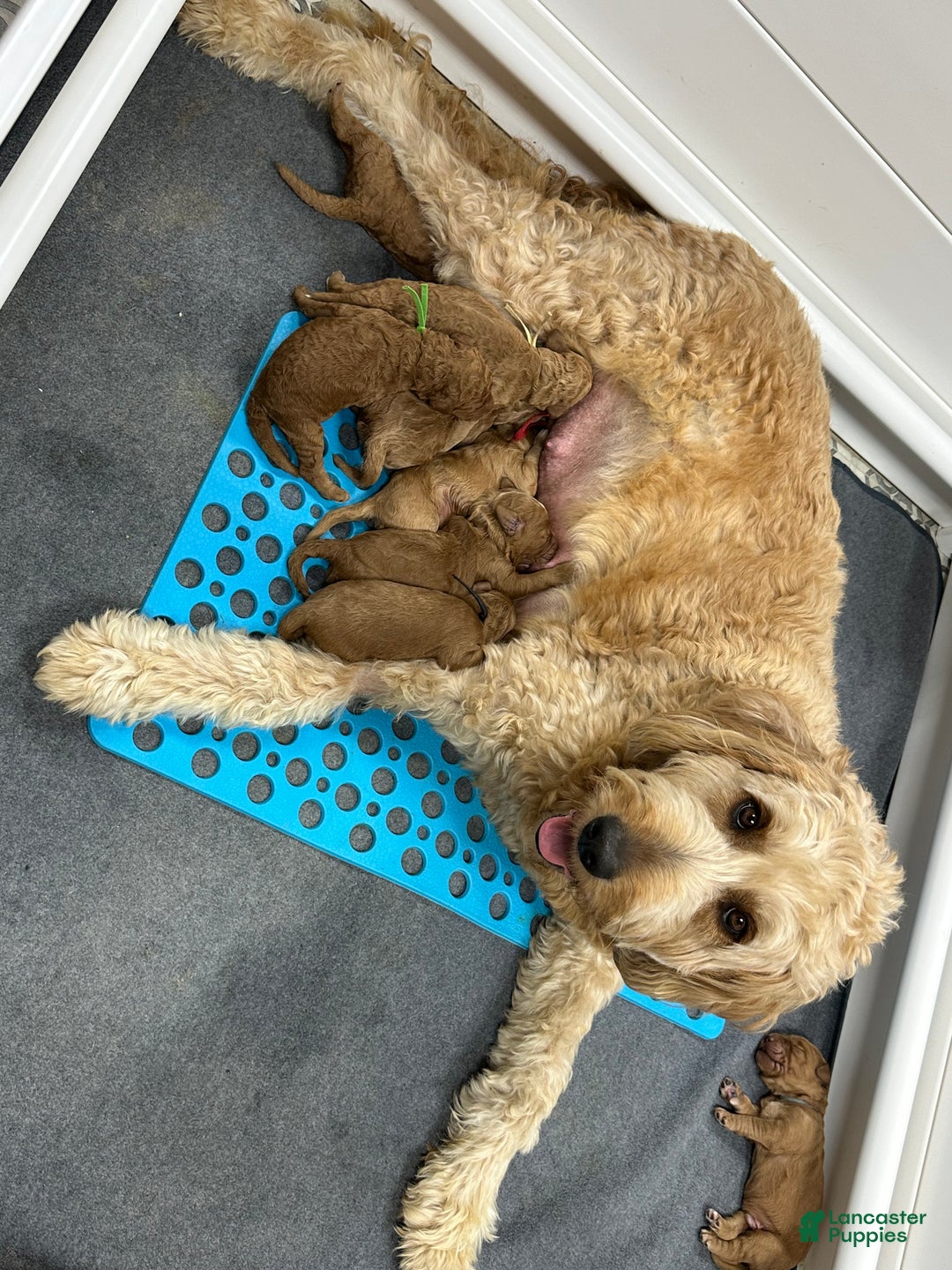 Goldendoodle dogs for sale: Red - Ad 10