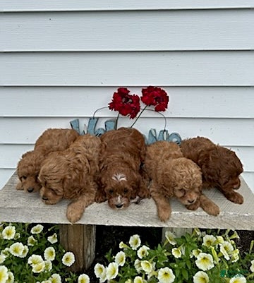 Cavapoo dogs Tina - Ad 2