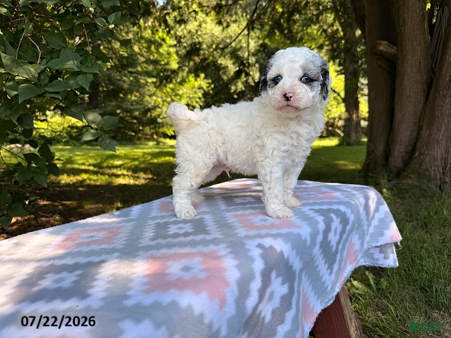 Miniature Poodle dogs Sparky - Ad 2