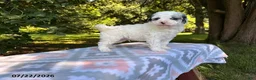 Miniature Poodle dogs for sale: Sparky - Ad 2