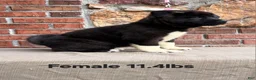 Akita dogs for sale: Akita Puppy 4 Not available  - Ad 2