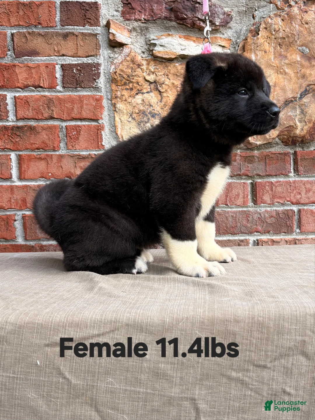 Akita dogs for sale: Akita Puppy 4 Not available  - Ad 2