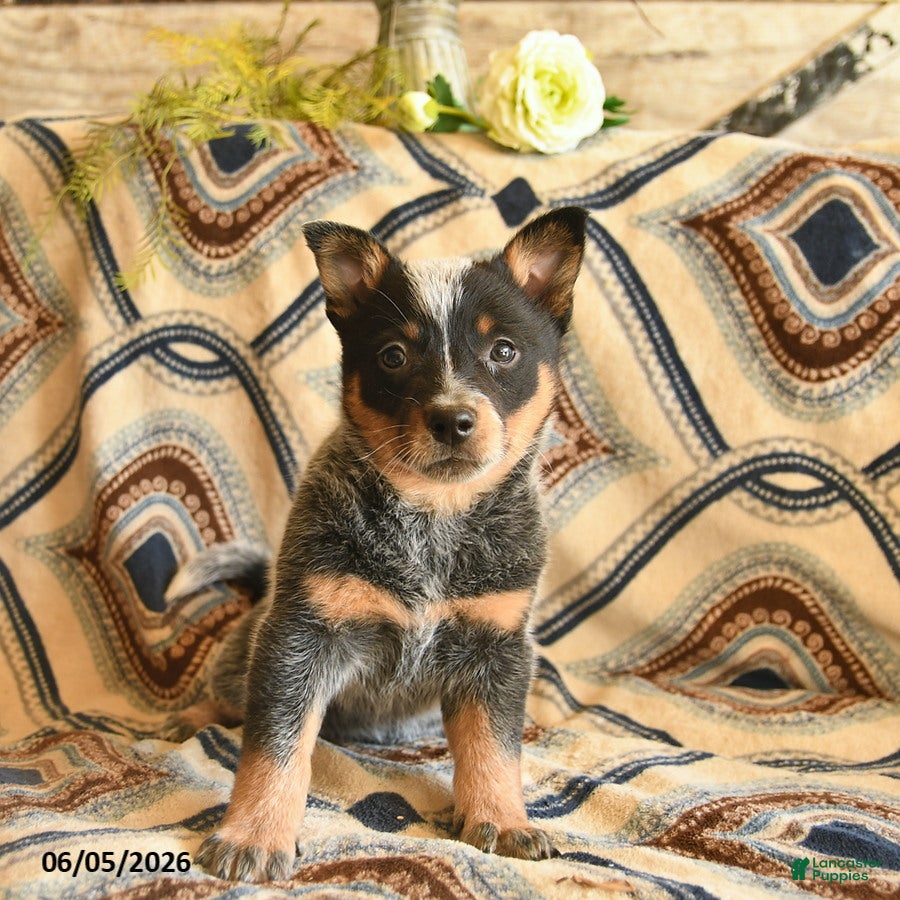 Australian Cattle Dog dogs Lulu   - Ad 1