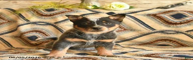 Lulu  