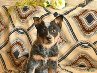 Australian Cattle Dog dogs for sale: Lulu - Ad 2