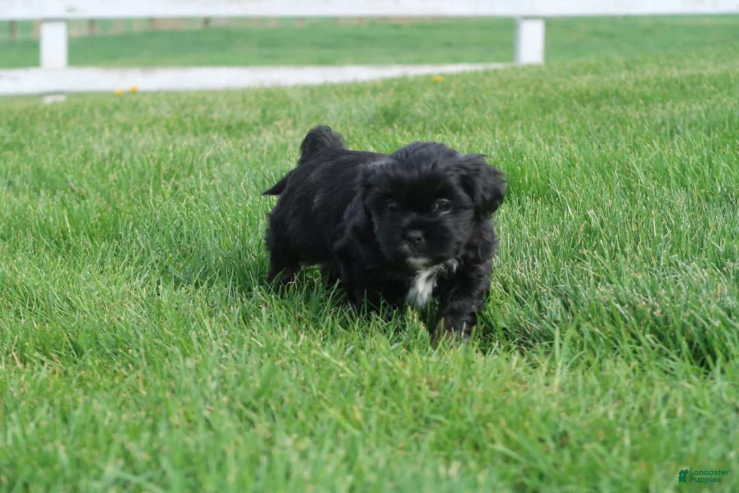 Shihpoo dogs for sale: Zeke - Ad 2