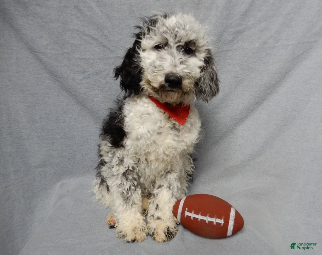 Sheepadoodle dogs for sale: Panda (medium) - Ad 2