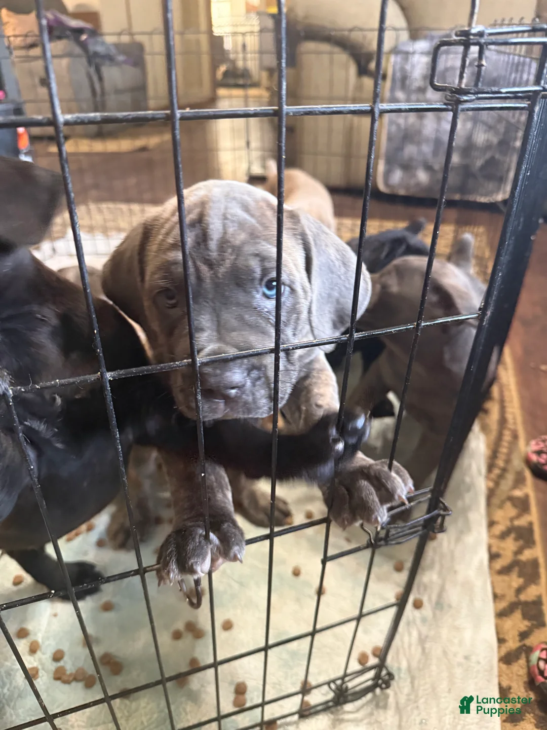 Cane Corso dogs for sale: Cane Corso Puppy 3 Rosie - Ad 2