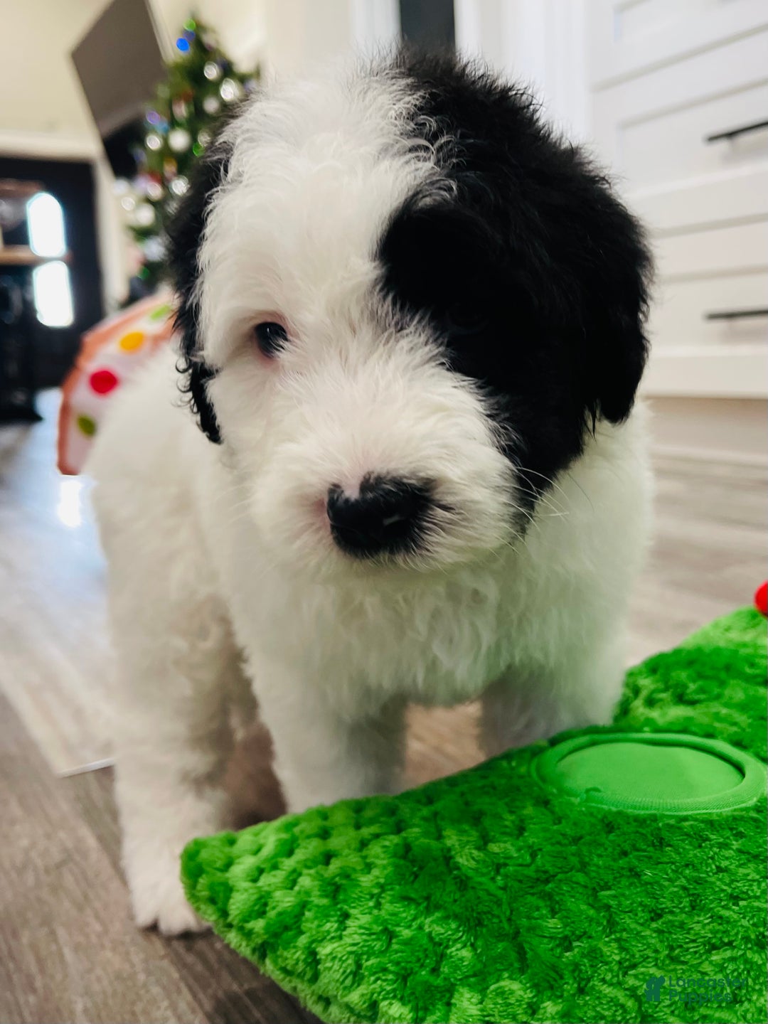 Sheepadoodle dogs for sale: Sheepadoodle Puppy 4 - Ad 5