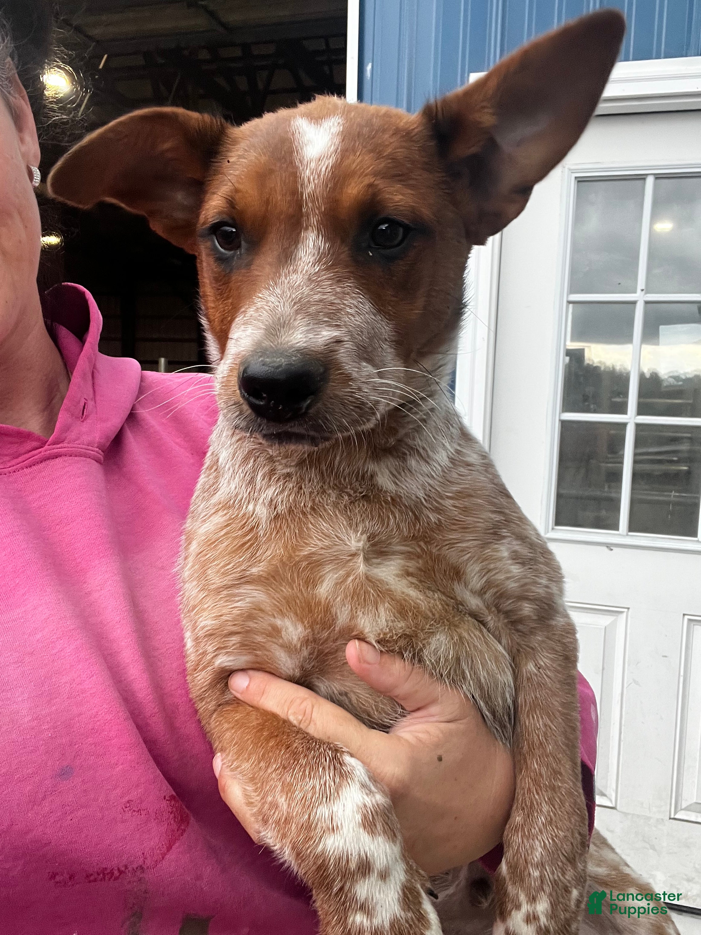 Australian Cattle Dog dogs Rally - Ad 1