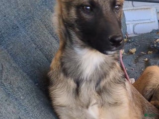 Mixed Breed dogs Philosity/FlipFlop - Ad 30