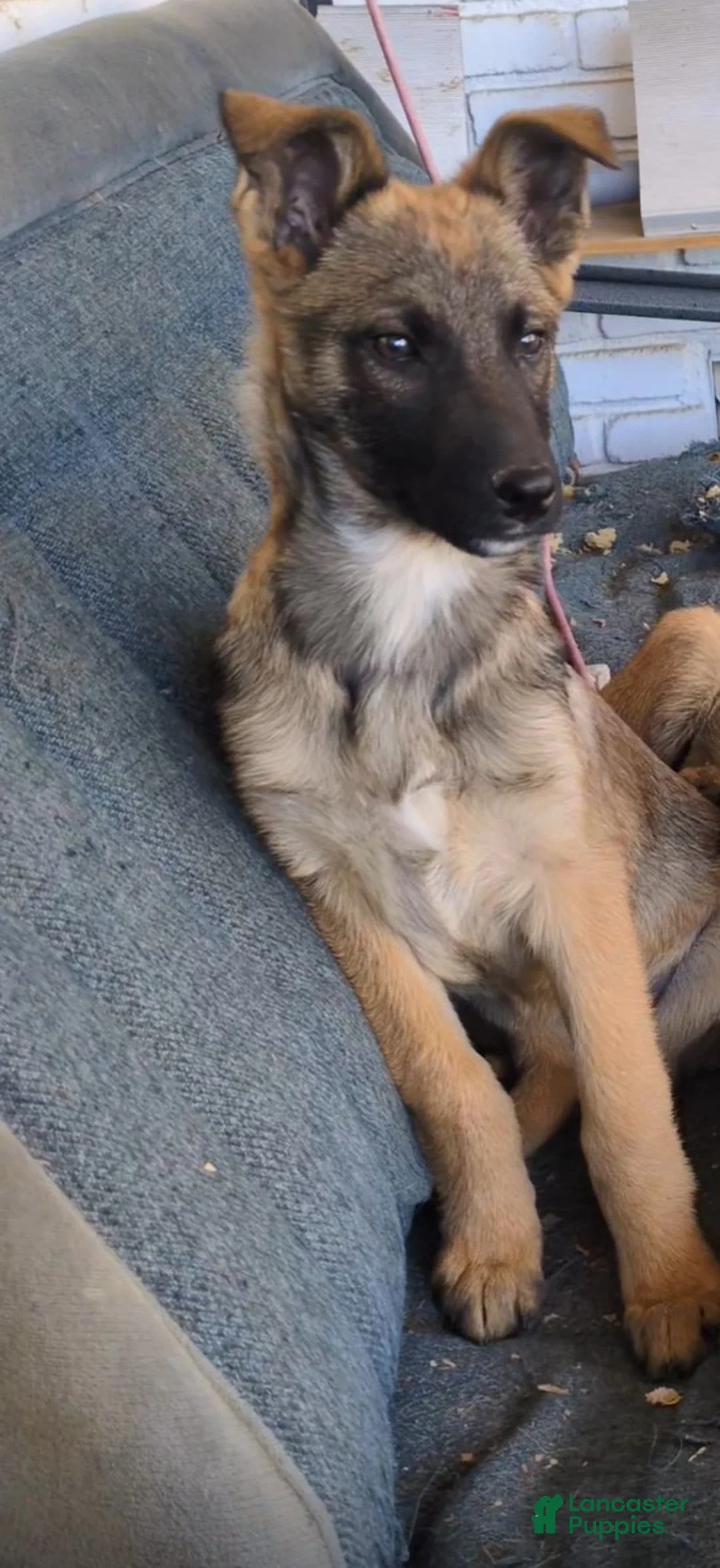 Mixed Breed dogs for sale: Philosity/FlipFlop - Ad 1