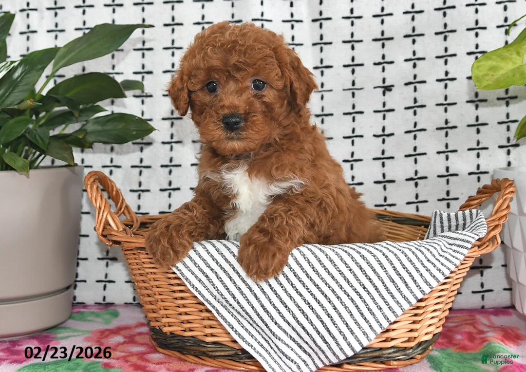 Goldendoodle dogs for sale: Ranger - Ad 4