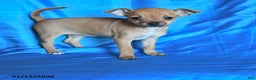 Chihuahua dogs for sale: Sugar - Ad 1