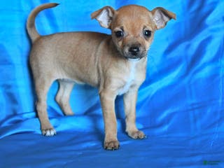 Chihuahua dogs Sugar - Ad 4