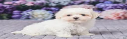 Maltipoo dogs for sale: Sally - Ad 3