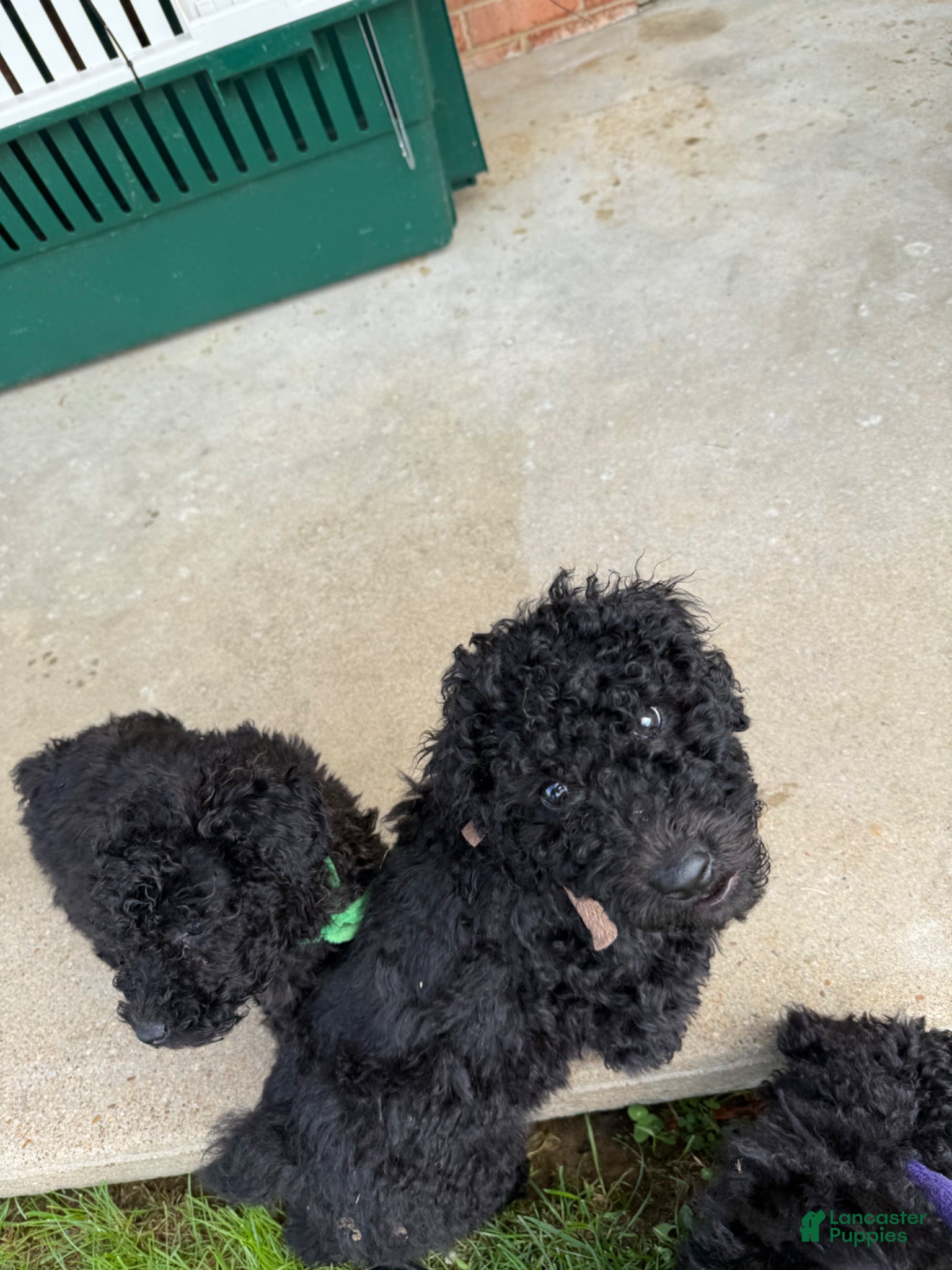 Standard Poodle dogs Brown Boy - Ad 2