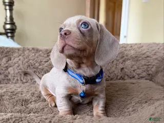 Miniature Dachshund dogs Miniature Dachshund Puppy 5 - Ad 32