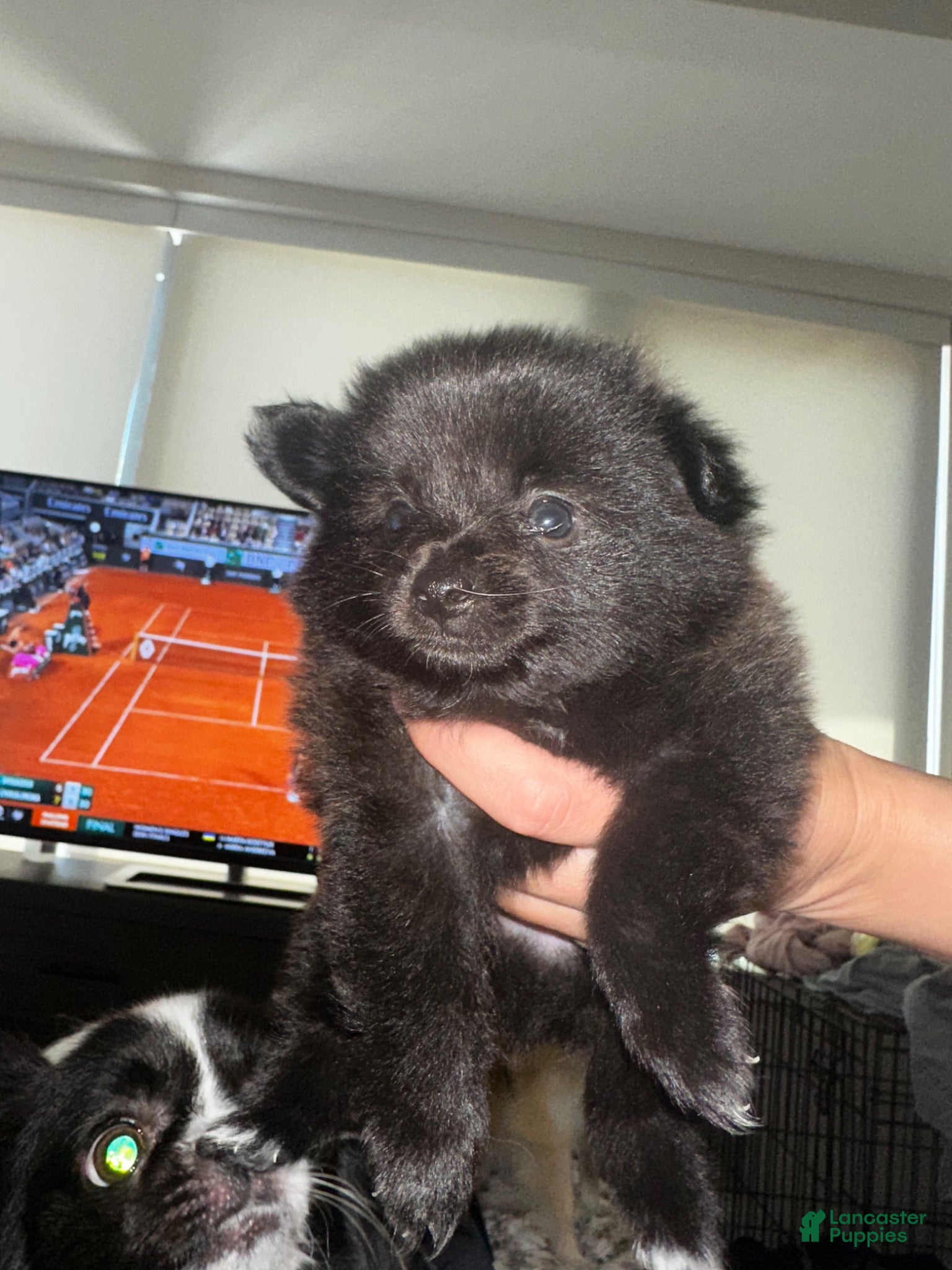 Pomeranian dogs Ivan - Ad 1