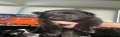 Ivan
