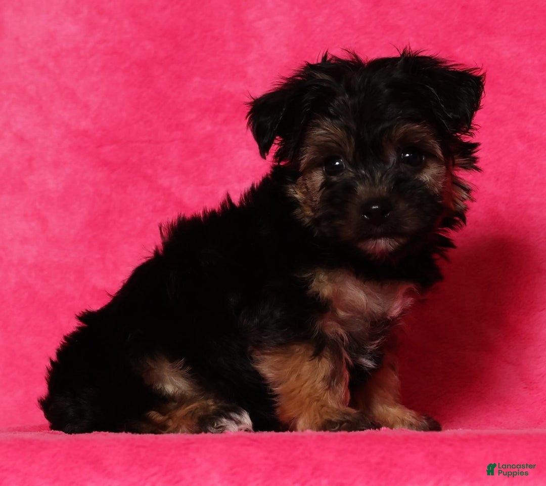 Yochon dogs for sale: Buddy - Ad 8