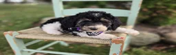 Mini Sheepadoodle dogs for sale: Joy - Ad 3