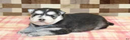 Pomsky dogs for sale: Max - Ad 3