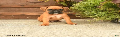 Buster 