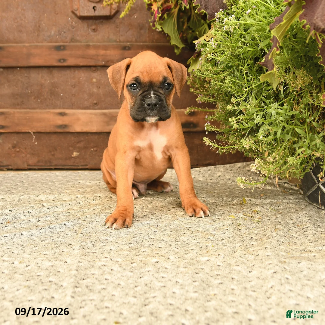 Boxer dogs for sale: Buster  - Ad 1