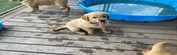 Golden Retriever dogs for sale: Jasper  - Ad 1